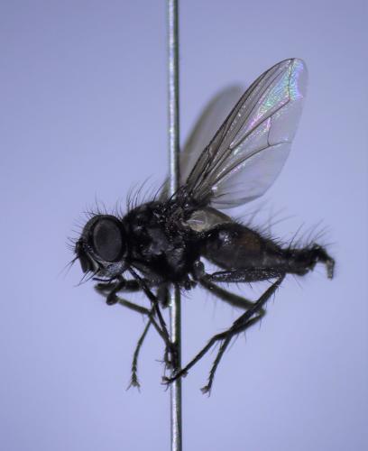 Réf. 315 890 : Meigenia dorsalis